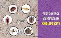 Khalifa City Pest Control Service (2021)